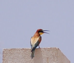 Bienenfresser in Sharm El Sheik