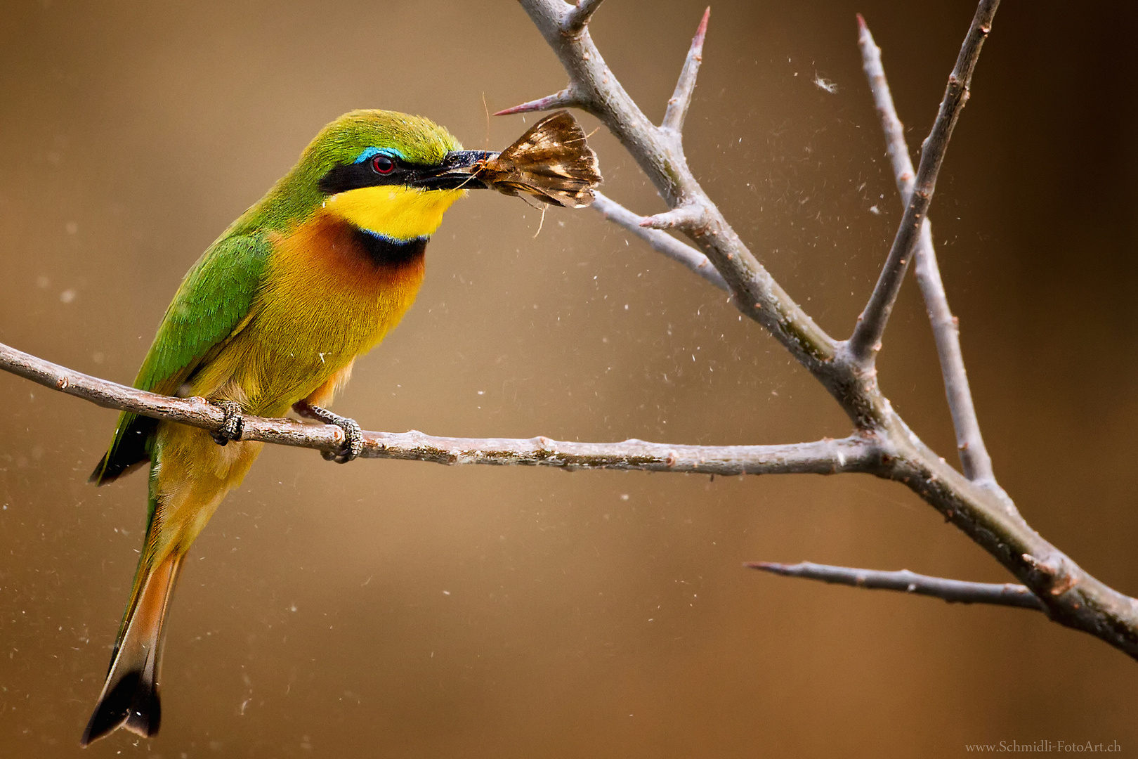 Bienenfresser in Uganda