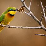 Bienenfresser in Uganda