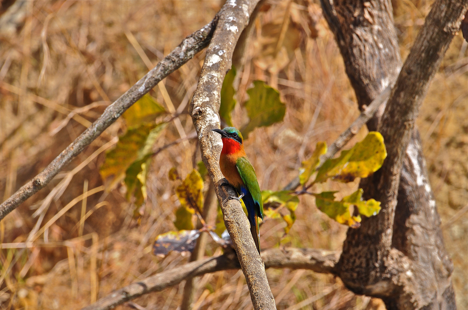 Bienenfresser in Uganda 