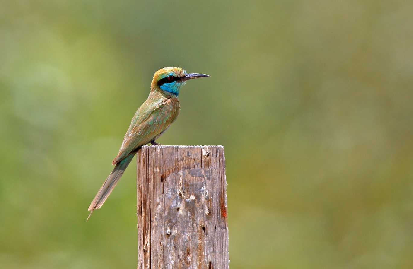 Bienenfresser in Umm al-Qaiwain