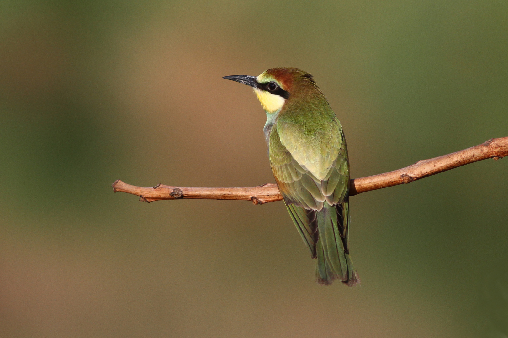 Bienenfresser (Jungvogel)