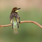 Bienenfresser (Jungvogel)