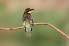 Bienenfresser (Jungvogel)