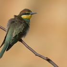 Bienenfresser - Jungvogel