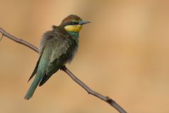 Bienenfresser - Jungvogel