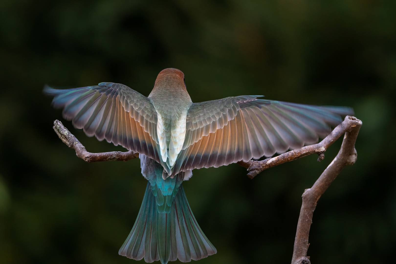 Bienenfresser Jungvogel