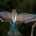 Bienenfresser Jungvogel