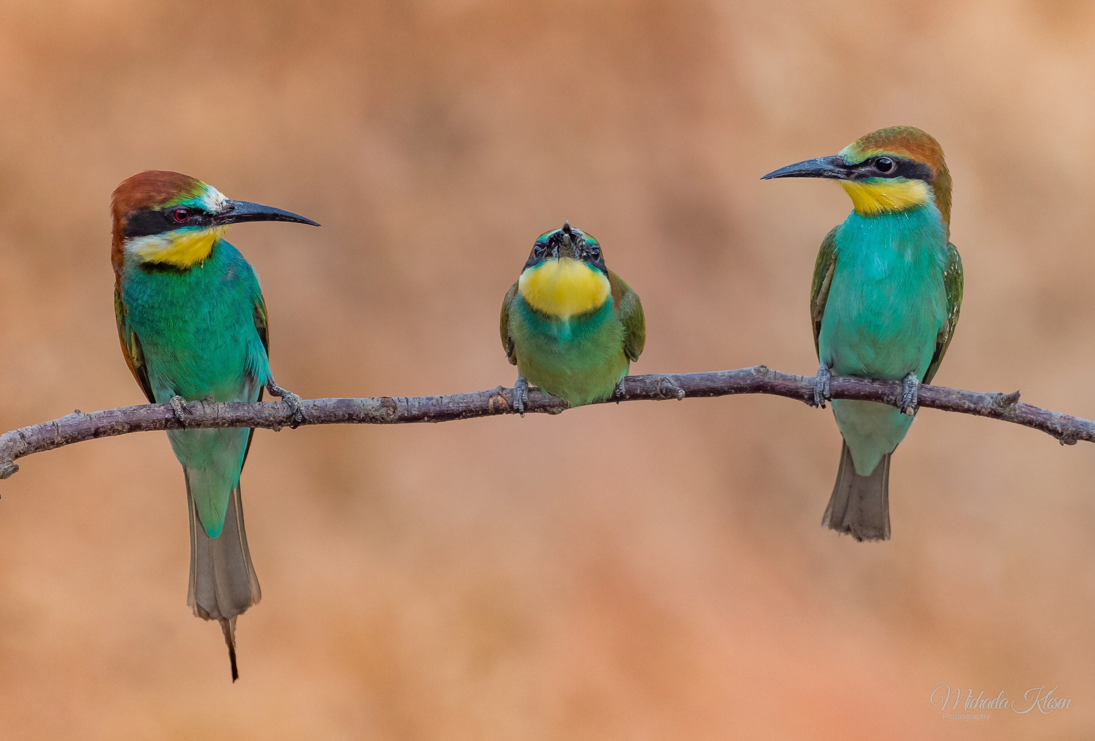 Bienenfresser Jungvogel