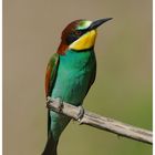 ---- Bienenfresser mal solo ---- ( Merops apiaster )