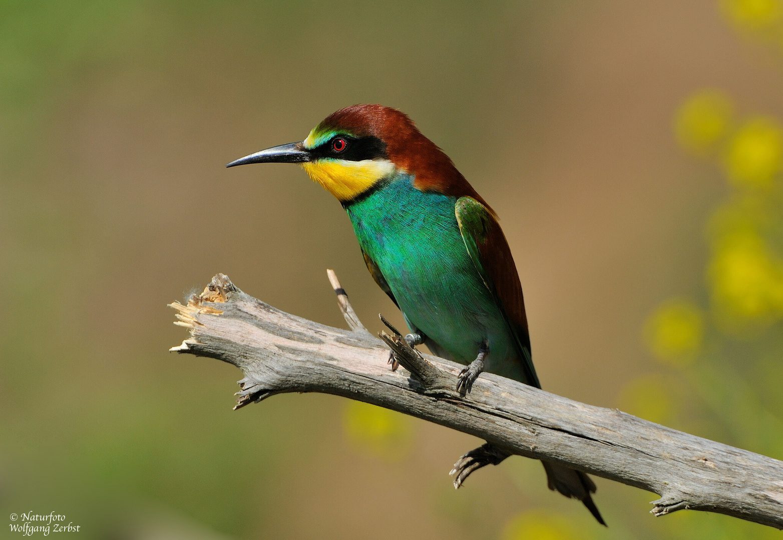 --- Bienenfresser --- ( Meropa apiaster )