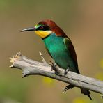 --- Bienenfresser --- ( Meropa apiaster )