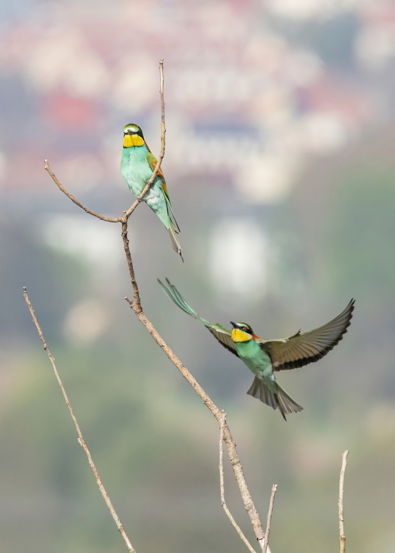 Bienenfresser ( Meropos apiaster)