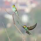 Bienenfresser ( Meropos apiaster)