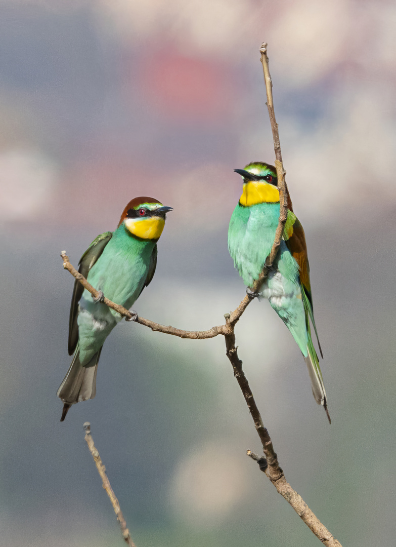 Bienenfresser ( Meropos apiaster)