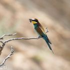 Bienenfresser (Meropos apiaster)