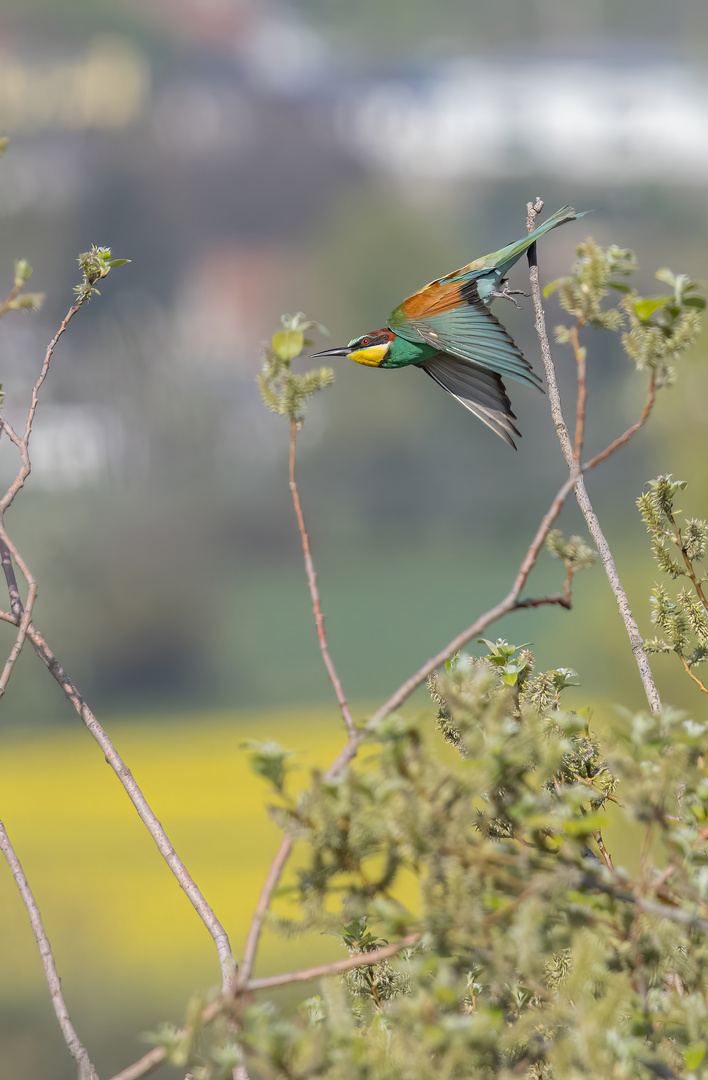 Bienenfresser ( Meropos apiaster)