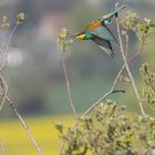 Bienenfresser ( Meropos apiaster)