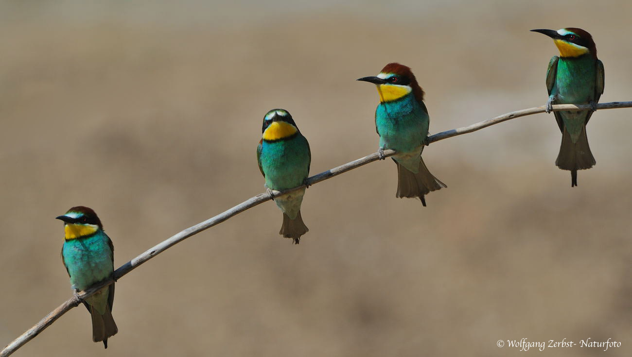 --- Bienenfresser --- ( Meropos apiaster )