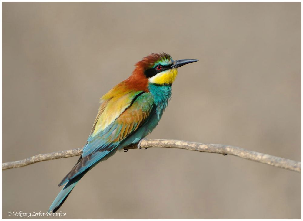 --- Bienenfresser --- ( Merops apiaster )