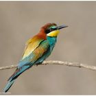 --- Bienenfresser --- ( Merops apiaster )