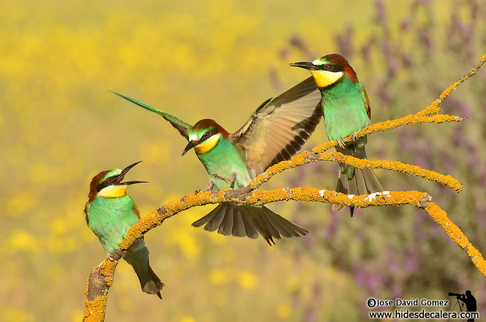 Bienenfresser ( Merops apiaster )