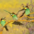 Bienenfresser ( Merops apiaster )