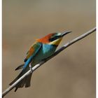 ---- Bienenfresser ---- ( Merops apiaster )