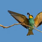 Bienenfresser (Merops apiaster)