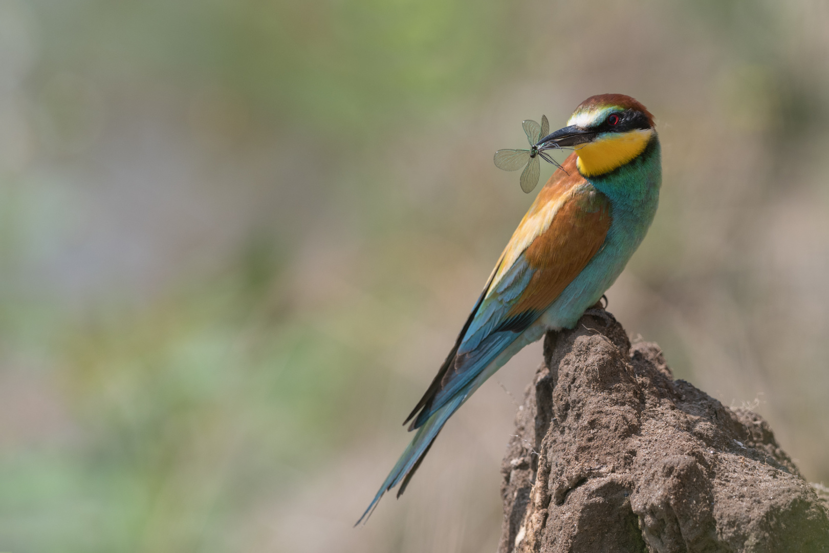 Bienenfresser (Merops apiaster)