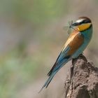 Bienenfresser (Merops apiaster)