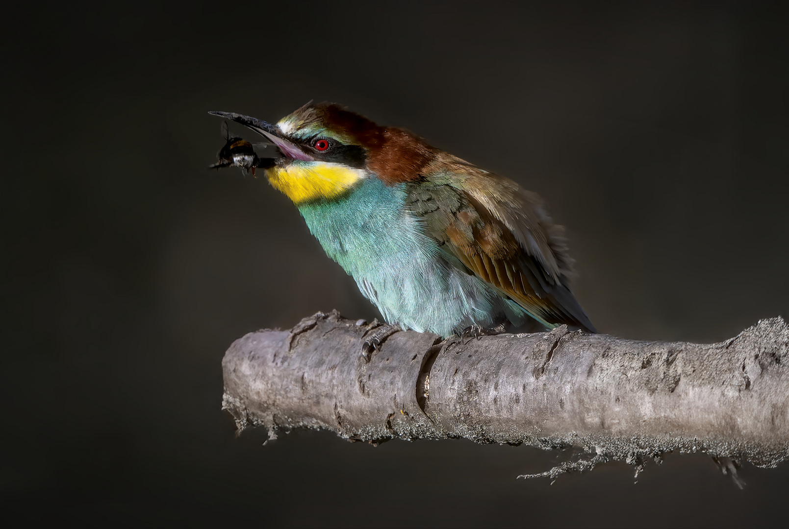  Bienenfresser (Merops apiaster)