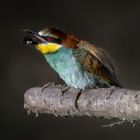  Bienenfresser (Merops apiaster)