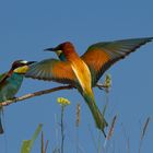 Bienenfresser (Merops apiaster)