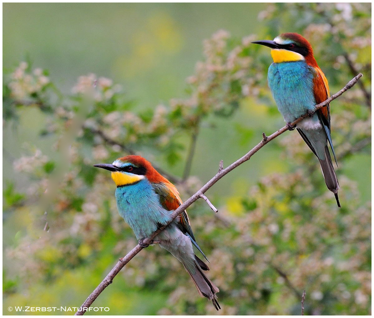 --- Bienenfresser --- (  Merops apiaster )