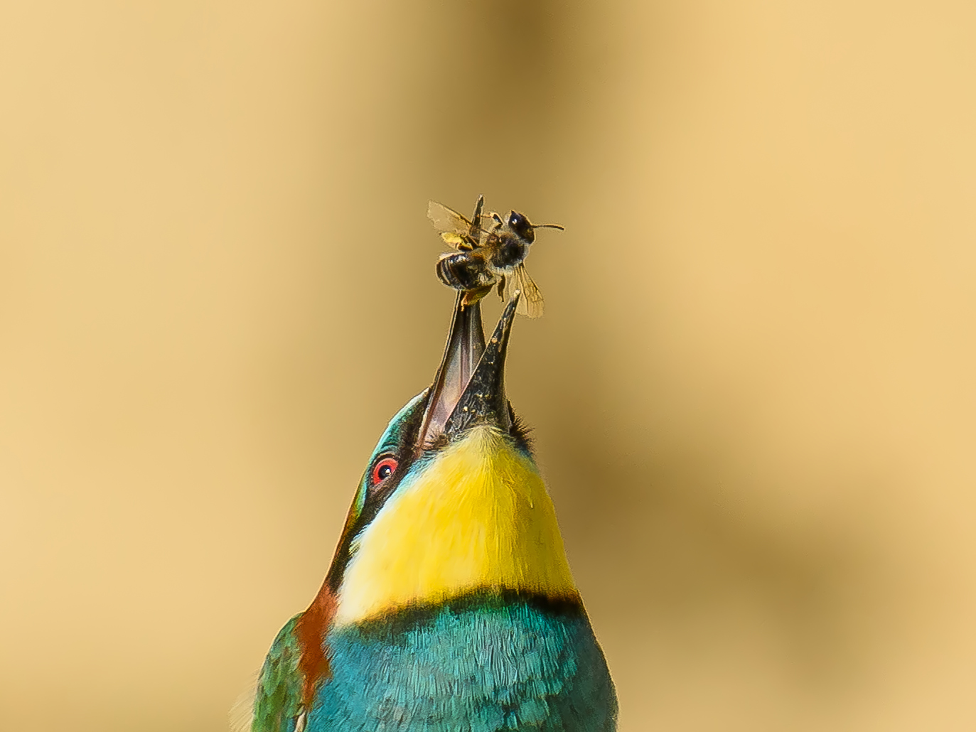 Bienenfresser (Merops apiaster)