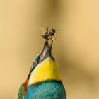 Bienenfresser (Merops apiaster)