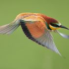 Bienenfresser (Merops apiaster)