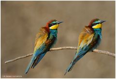 --- Bienenfresser ---Merops apiaster )