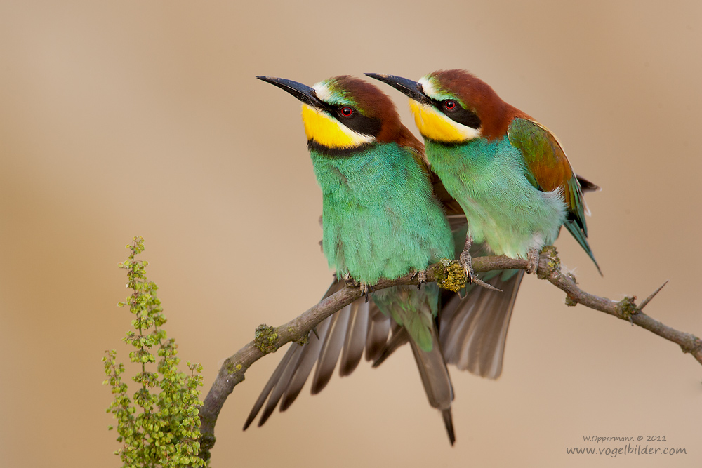 Bienenfresser (Merops apiaster)