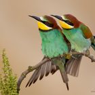 Bienenfresser (Merops apiaster)