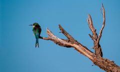 Bienenfresser - Merops apiaster