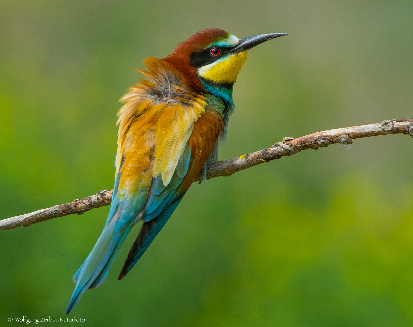  - BIENENFRESSER -  ( Merops apiaster )