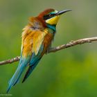  - BIENENFRESSER -  ( Merops apiaster )