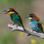   - BIENENFRESSER -  ( Merops apiaster )