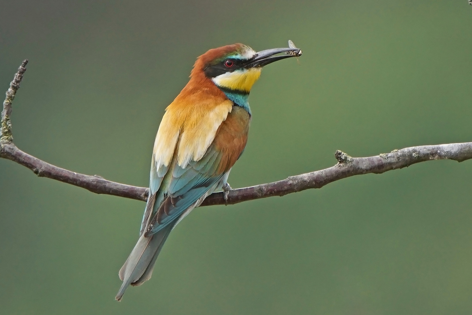 Bienenfresser (Merops apiaster)