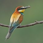 Bienenfresser (Merops apiaster)