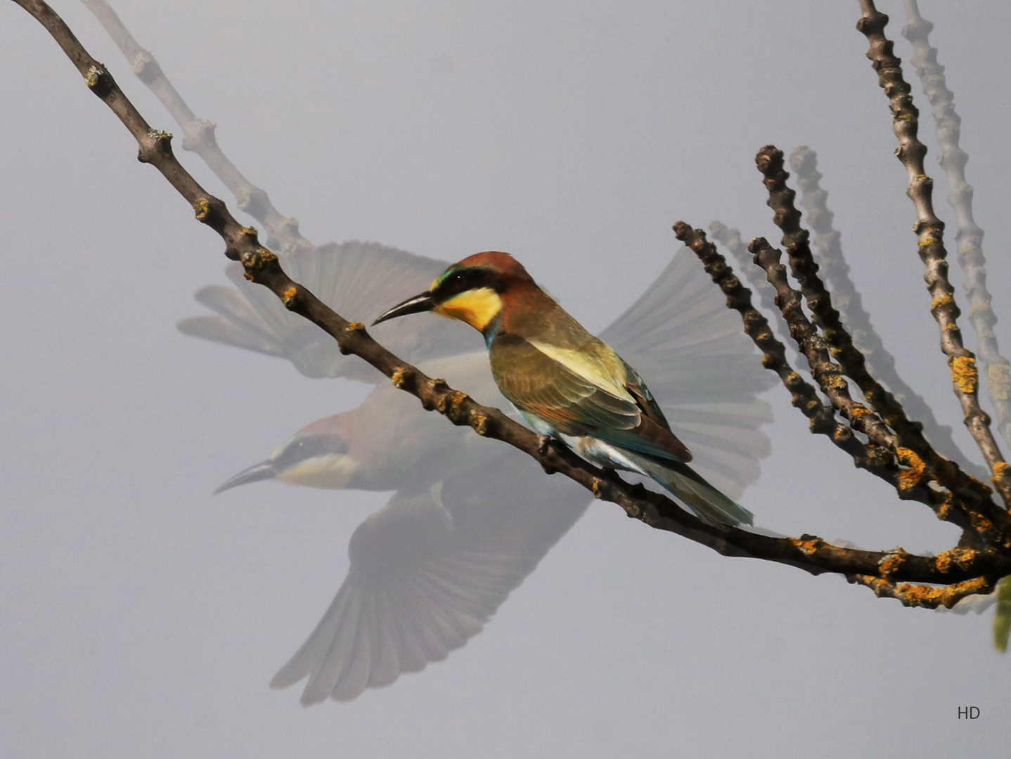 Bienenfresser (Merops apiaster)