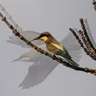 Bienenfresser (Merops apiaster)