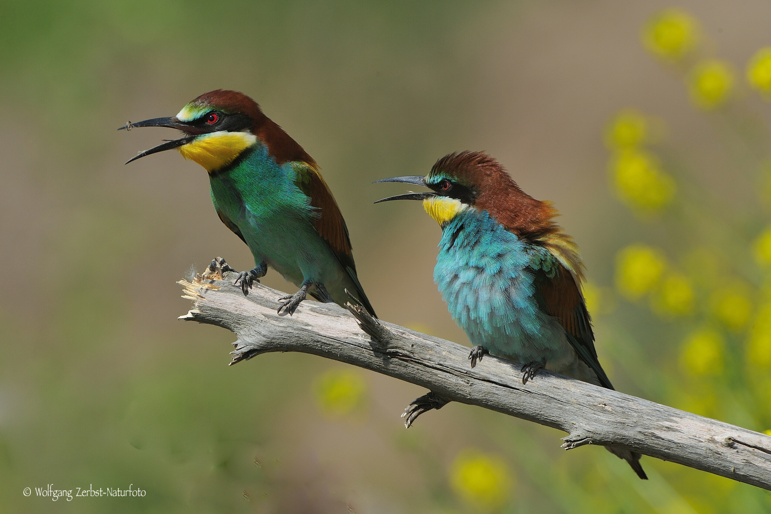 --- Bienenfresser ---  ( Merops apiaster )